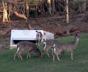 A bold group of white-tailed deer outside Mahone Bay