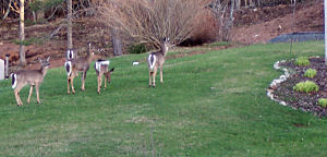 2009-04-24-deer2