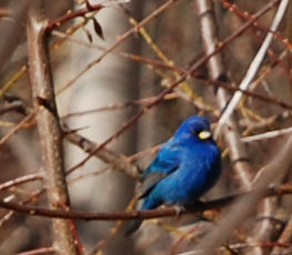 At first, the mysterious blue bird was shy and kept his distance.