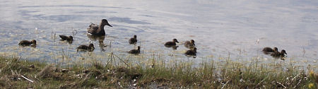 10 little ducks and their mother on a pond near Oak Island causeway on May 27th, 2009
