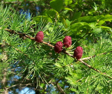 The red of young cones on the tamarack