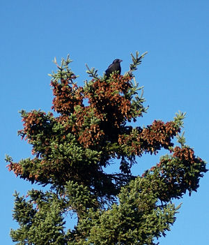 Crow in the cones high on a spruce tree