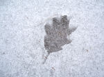 Oak leaf shape in ice